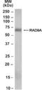 Cell cycle checkpoint control protein RAD9A antibody, NB100-57077, Novus Biologicals, Western Blot image 
