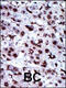 Adenylate Kinase 5 antibody, 63-412, ProSci, Immunohistochemistry paraffin image 