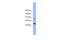 Glutaredoxin 2 antibody, PA5-44837, Invitrogen Antibodies, Western Blot image 