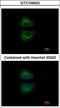 GRB2 Related Adaptor Protein antibody, LS-C185634, Lifespan Biosciences, Immunocytochemistry image 