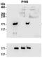 Structural Maintenance Of Chromosomes 1A antibody, NBP2-32142, Novus Biologicals, Immunoprecipitation image 