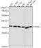 Voltage Dependent Anion Channel 1 antibody, A15735, ABclonal Technology, Western Blot image 