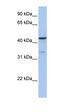Glycogen Synthase Kinase 3 Beta antibody, orb330768, Biorbyt, Western Blot image 