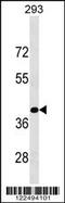 Kruppel Like Factor 15 antibody, 59-667, ProSci, Western Blot image 