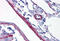 Synaptopodin antibody, MBS244925, MyBioSource, Immunohistochemistry frozen image 