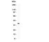 CD47 Molecule antibody, R31347, NSJ Bioreagents, Western Blot image 