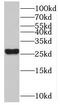 Myogenic Factor 6 antibody, FNab05468, FineTest, Western Blot image 