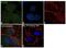 GCGR antibody, 711633, Invitrogen Antibodies, Immunocytochemistry image 