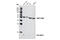 Autophagy Related 12 antibody, 2010T, Cell Signaling Technology, Western Blot image 