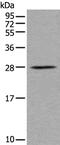 BARX Homeobox 1 antibody, PA5-68362, Invitrogen Antibodies, Western Blot image 