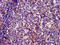 SIN3 Transcription Regulator Family Member B antibody, LS-C672947, Lifespan Biosciences, Immunohistochemistry paraffin image 