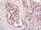 STAT3 antibody, orb106147, Biorbyt, Immunohistochemistry paraffin image 