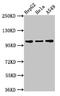 ALC1 antibody, LS-C674345, Lifespan Biosciences, Western Blot image 