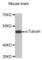 Tubulin antibody, abx005570, Abbexa, Western Blot image 