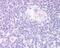 Forkhead Box N1 antibody, PA5-18191, Invitrogen Antibodies, Immunohistochemistry paraffin image 