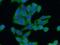 Argininosuccinate Synthase 1 antibody, 16210-1-AP, Proteintech Group, Immunofluorescence image 