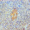 Annexin A2 antibody, CSB-MA0106441A0m, Cusabio, Immunocytochemistry image 