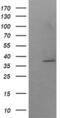 SUMO1 Activating Enzyme Subunit 1 antibody, MA5-26244, Invitrogen Antibodies, Western Blot image 