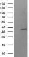 SUMO1 Activating Enzyme Subunit 1 antibody, MA5-26244, Invitrogen Antibodies, Western Blot image 