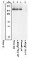 c-Kit antibody, GTX25616, GeneTex, Western Blot image 