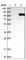 Prolyl 3-Hydroxylase 1 antibody, HPA016980, Atlas Antibodies, Western Blot image 