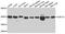Purinergic Receptor P2Y14 antibody, MBS9128888, MyBioSource, Western Blot image 