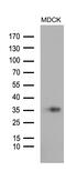Stanniocalcin 1 antibody, M03402, Boster Biological Technology, Western Blot image 