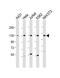 DEAD-Box Helicase 42 antibody, PA5-49524, Invitrogen Antibodies, Western Blot image 