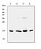 Interleukin 17B antibody, A10846-2, Boster Biological Technology, Western Blot image 