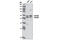 SMAD Family Member 3 antibody, 5678S, Cell Signaling Technology, Western Blot image 