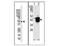 Histone deacetylase 11 antibody, AP11142PU-N, Origene, Western Blot image 