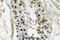 Bone Morphogenetic Protein 8b antibody, A10747-1, Boster Biological Technology, Immunohistochemistry frozen image 