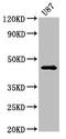 Neurotensin Receptor 2 antibody, LS-C672647, Lifespan Biosciences, Western Blot image 