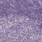 Solute Carrier Family 45 Member 3 antibody, PA5-53915, Invitrogen Antibodies, Immunohistochemistry frozen image 