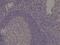 Spastin antibody, M00521, Boster Biological Technology, Immunohistochemistry paraffin image 