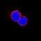 CD48 Molecule antibody, AF3327, R&D Systems, Immunofluorescence image 