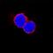 CD48 Molecule antibody, AF3327, R&D Systems, Immunofluorescence image 