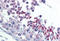 GUAA antibody, MBS246611, MyBioSource, Immunohistochemistry frozen image 
