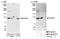 DGCR8 Microprocessor Complex Subunit antibody, NBP1-30115, Novus Biologicals, Western Blot image 