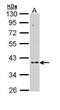 CD55 Molecule (Cromer Blood Group) antibody, PA5-29657, Invitrogen Antibodies, Western Blot image 