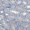 CD163 Molecule Like 1 antibody, HPA015663, Atlas Antibodies, Immunohistochemistry frozen image 