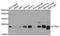 ATP Synthase Peripheral Stalk Subunit OSCP antibody, A32274, Boster Biological Technology, Western Blot image 