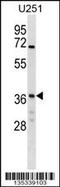 NSF Attachment Protein Gamma antibody, 58-285, ProSci, Western Blot image 