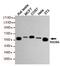 RAD9 Checkpoint Clamp Component A antibody, STJ99172, St John