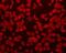AKT Serine/Threonine Kinase 2 antibody, orb213546, Biorbyt, Immunofluorescence image 