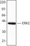 Mitogen-Activated Protein Kinase 1 antibody, LS-B1633, Lifespan Biosciences, Western Blot image 