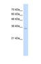 Ring Finger Protein 39 antibody, NBP1-55282, Novus Biologicals, Western Blot image 