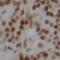 RNA Polymerase II Subunit E antibody, FNab07399, FineTest, Immunohistochemistry frozen image 