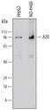 TNF Alpha Induced Protein 3 antibody, MAB7598, R&D Systems, Western Blot image 
