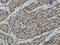 Ribosomal protein S6 kinase alpha-6 antibody, H00027330-M02, Novus Biologicals, Immunohistochemistry frozen image 